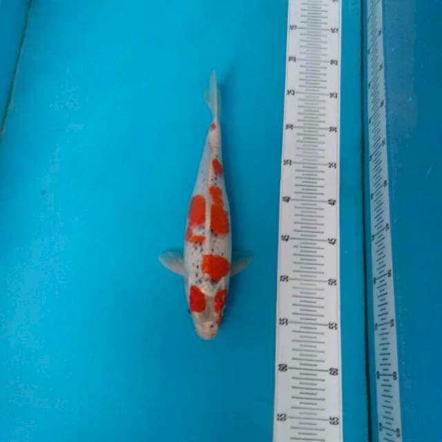 TYK Goshiki 30cm