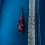 TYK Goshiki 30cm