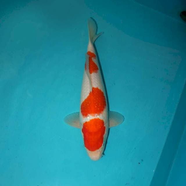 Kohaku 28 cm
