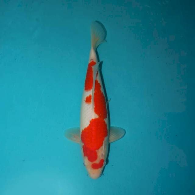 Kohaku 28 cm