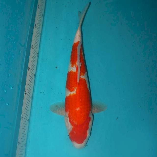 Kohaku 32 cm