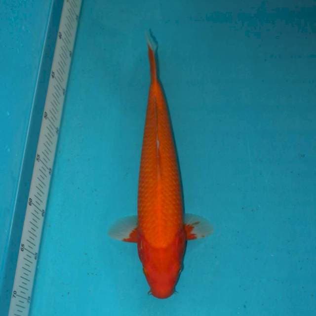 Benigoi 31 cm