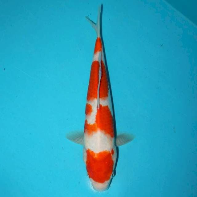 Kohaku 28 cm