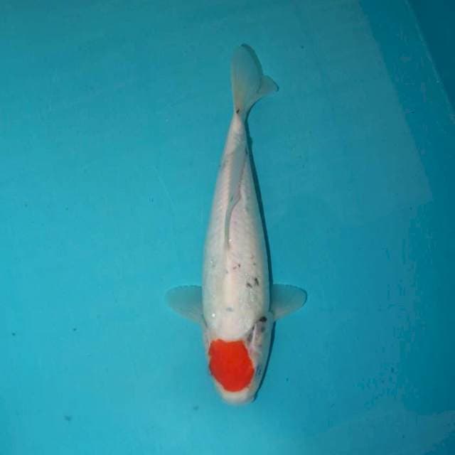 Tancho Sanke 28 cm