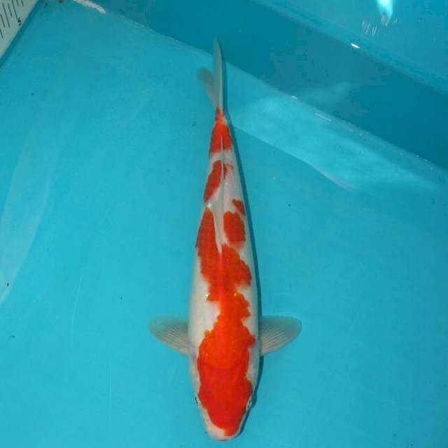 Kohaku 28 cm