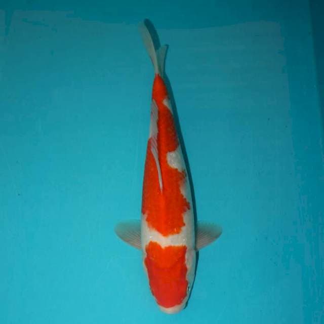 Kohaku 26 cm