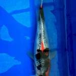 goshiki showa 30cm