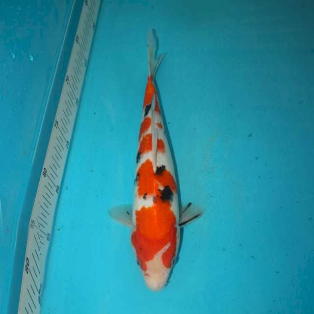 Sanke 27 cm