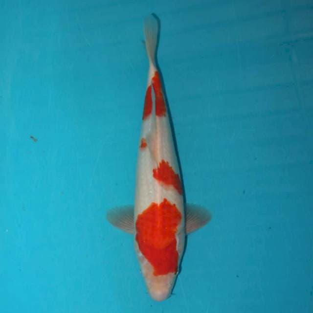 Kohaku 29 cm