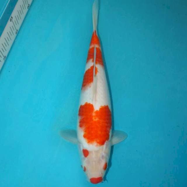 Kohaku Kuchibeni 30 cm