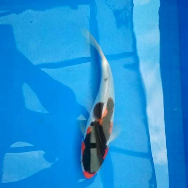 goshiki showa 24cm