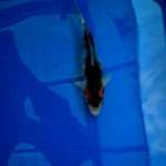 goshiki showa 24cm