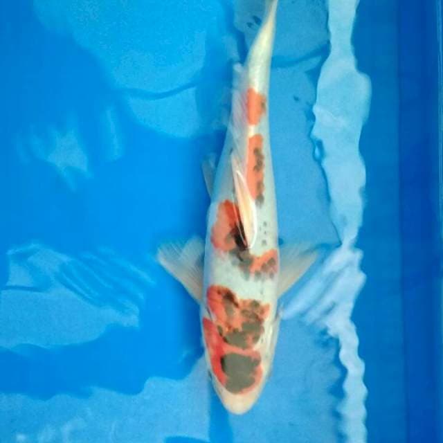 GOSHIKI SHOWA 30cm