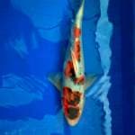 GOSHIKI SHOWA 30cm