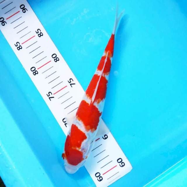Kohaku Cantik