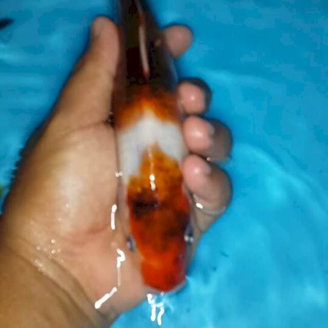 Goromo