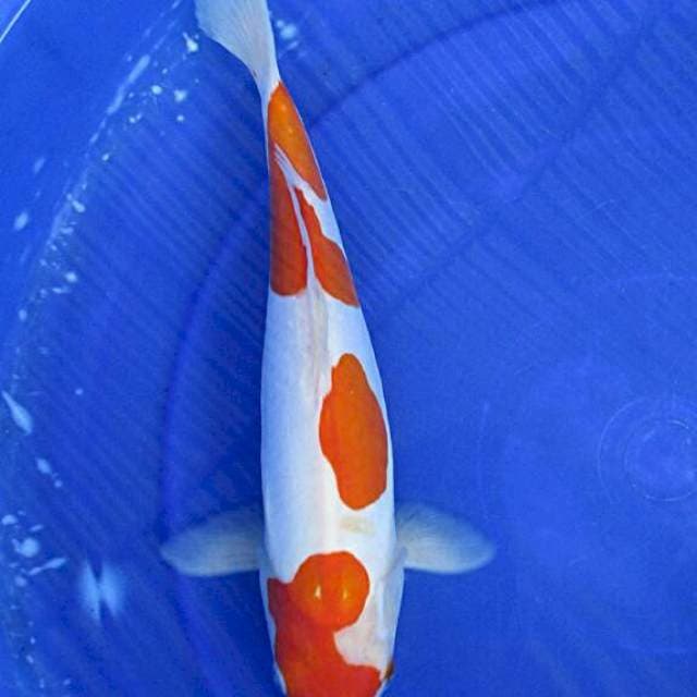 Kohaku doitsu ±33cm