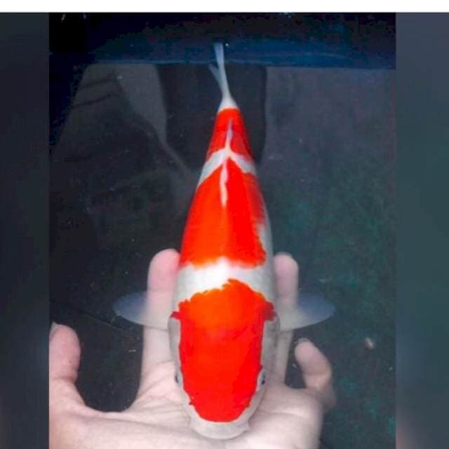 kohaku import pedeZ istimewah
