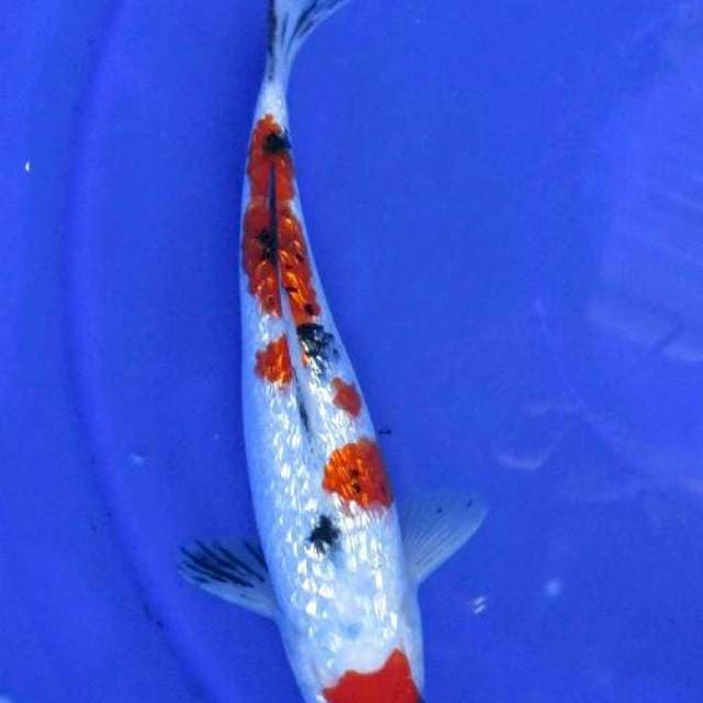 Marumi sanke ginrin full ±25cm