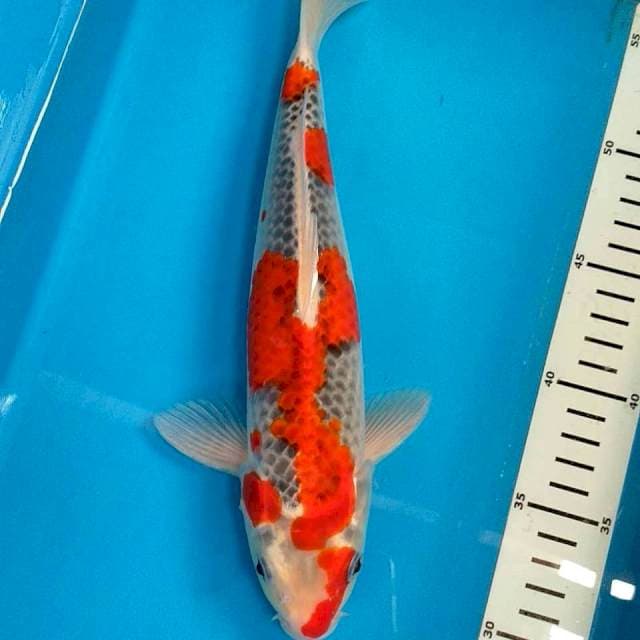 Goshiki 32 cm