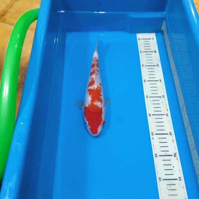 30cm kohaku ginrin sakura 