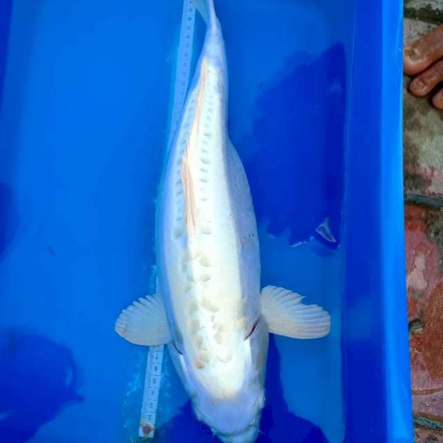 45-47cm