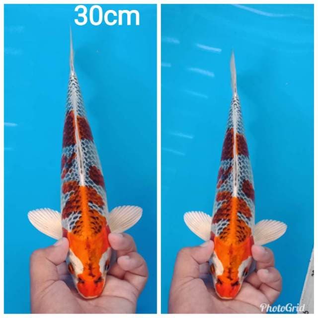 Kujaku merah