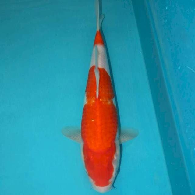 KOHAKU 2 STEP 31 CM