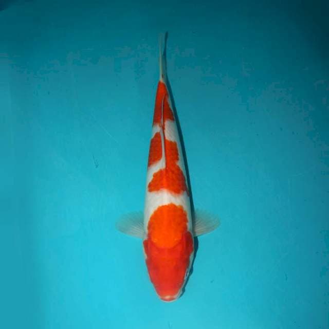 KOHAKU 29 CM
