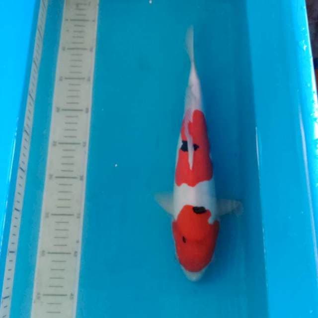 Sanke Doit 34 cm