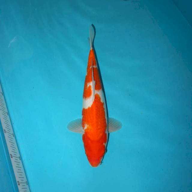 KOHAKU 31 CM