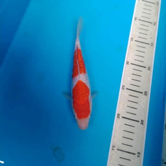 Kohaku Ginrin 20 cm