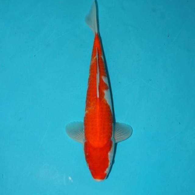 OMOYO KOHAKU 27 CM