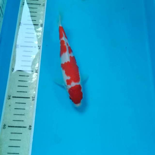 Kohaku 19 cm