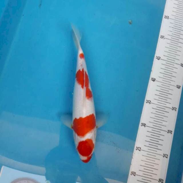 Maruten kohaku