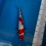 Maruten kohaku