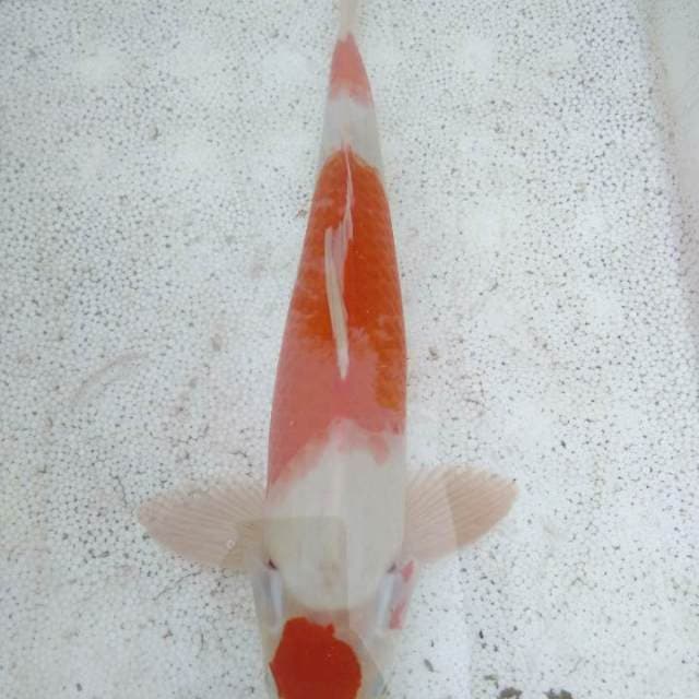 Maruten kohaku 