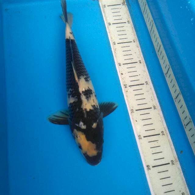 Shiro 31cm 