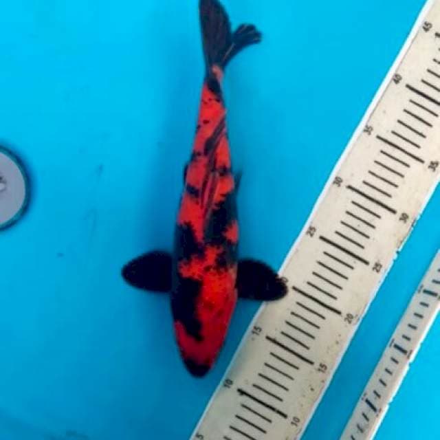 Utsuri Sangar Merah Hot