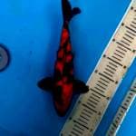 Utsuri Sangar Merah Hot