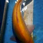 Male Mata merah Bullky