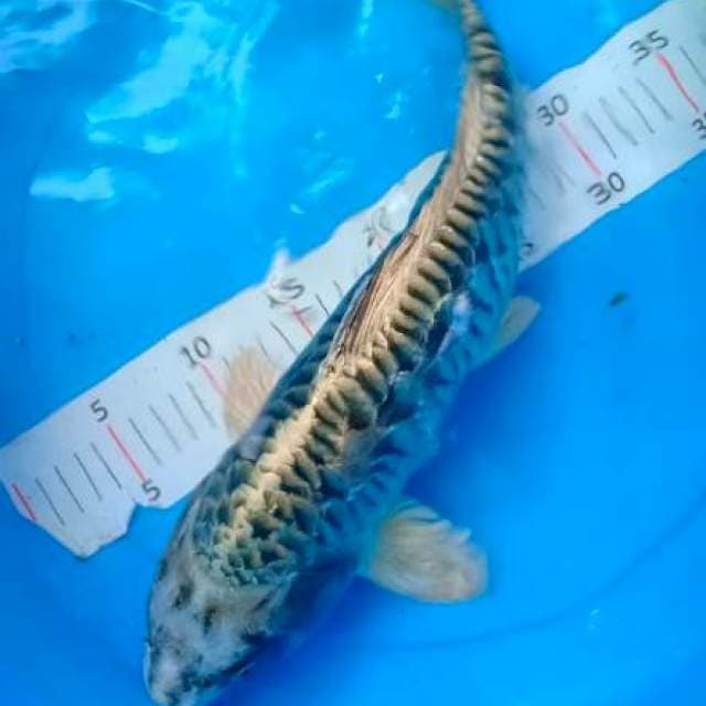 Jumbo 44 cm
