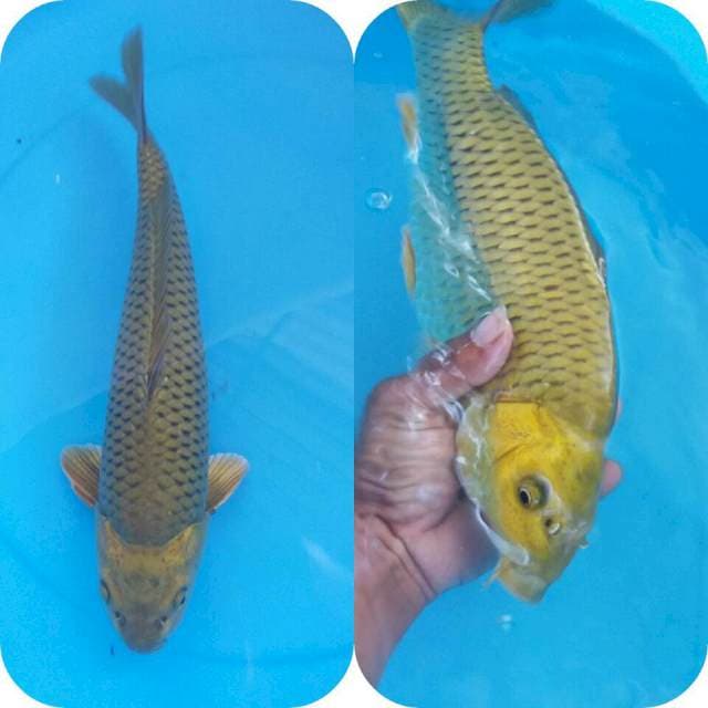 caghoi midhori body minuk