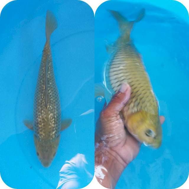 caghoi midhori ginrin body munuk