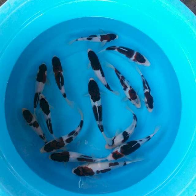 mix paket budho ghoromo sq 15 ekor