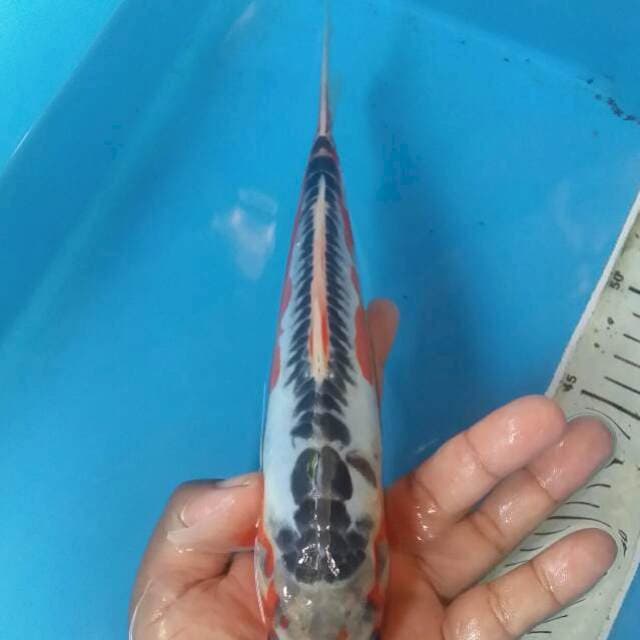 Shusui 