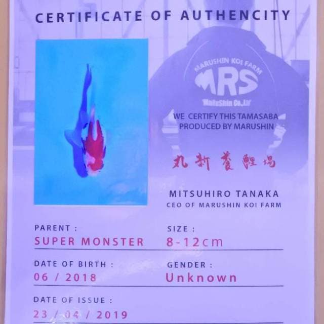 Tamasaba ( Marushin ) 9 cm. Import dan sertifikat