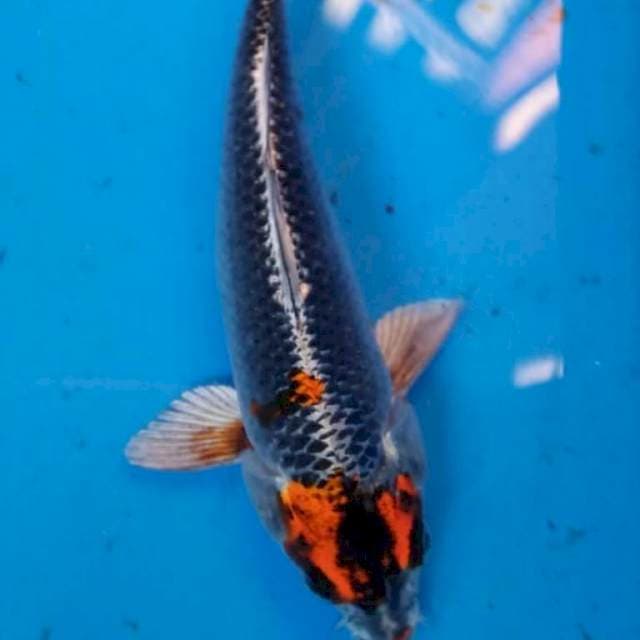 TANCHO ANTiK ORiGINaL