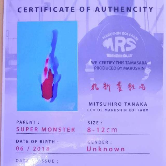 Tamasaba (Marushin) 12 cm. Import dan sertifikat