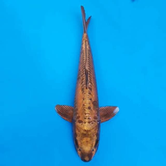 Dainichi tembaga doitsu